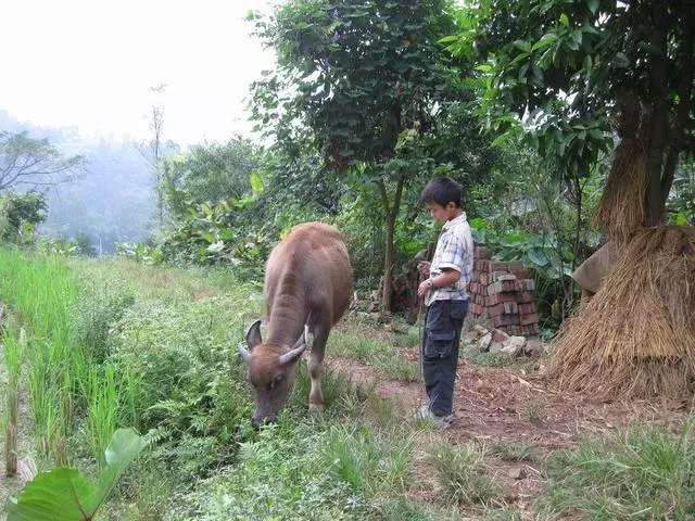 9歲男孩上山放牛,遇「母子」問路,故意指錯誤方向,卻破了大案