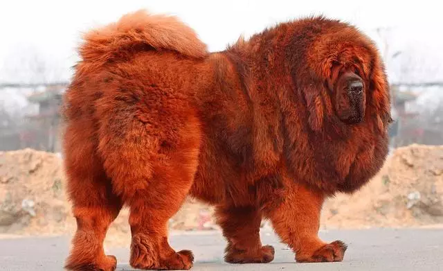 「神犬」藏獒,天價背後的5大原因,買之前要想好