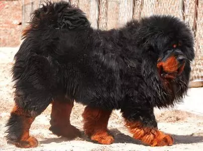 「神犬」藏獒,天價背後的5大原因,買之前要想好