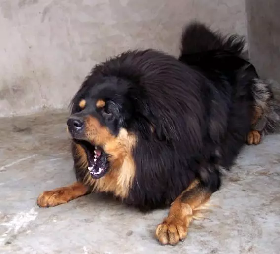 「神犬」藏獒,天價背後的5大原因,買之前要想好