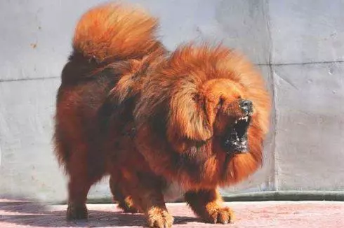 「神犬」藏獒,天價背後的5大原因,買之前要想好