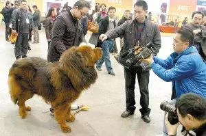 「神犬」藏獒,天價背後的5大原因,買之前要想好