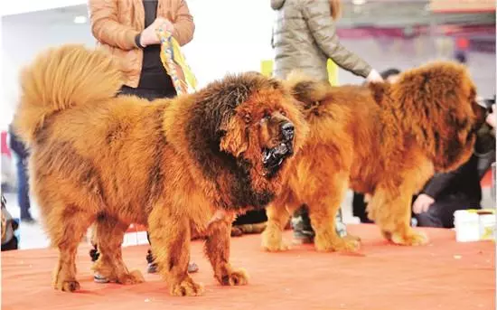 「神犬」藏獒,天價背後的5大原因,買之前要想好