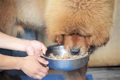 「神犬」藏獒,天價背後的5大原因,買之前要想好