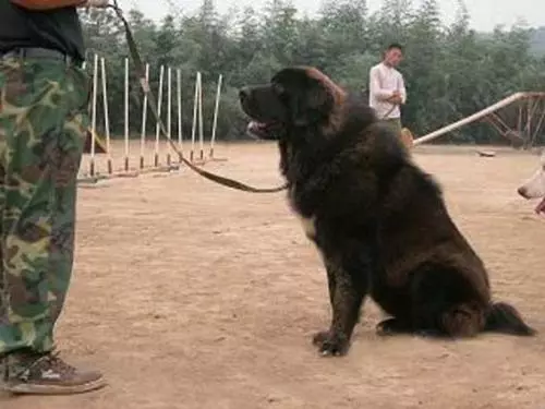「神犬」藏獒,天價背後的5大原因,買之前要想好
