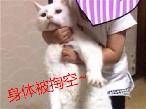 當貓咪落入熊孩子的手裡,可以說是求生欲很強了,笑到腹痛