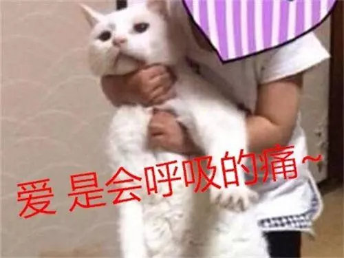 當貓咪落入熊孩子的手裡,可以說是求生欲很強了,笑到腹痛