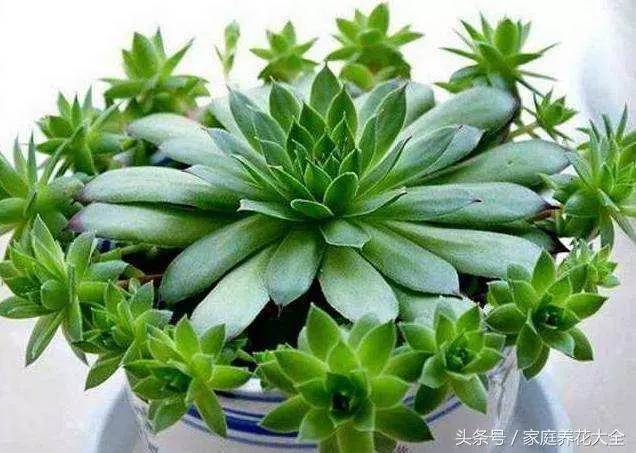 觀音蓮照這個方法養護,小花頭冒不完,太壯觀了!