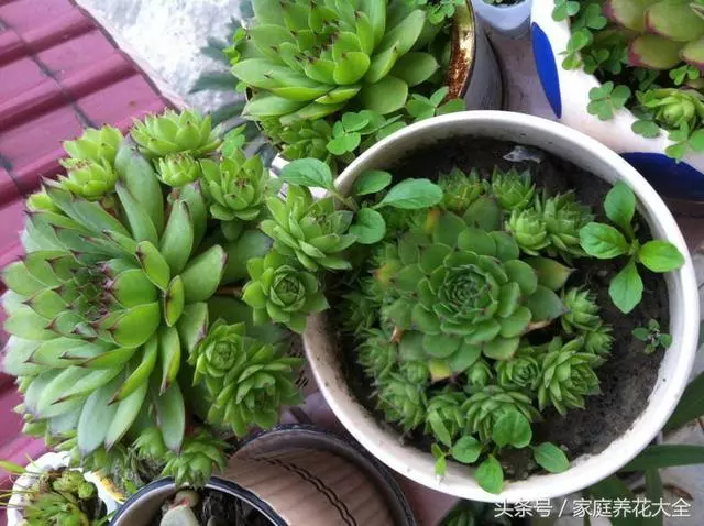 觀音蓮照這個方法養護,小花頭冒不完,太壯觀了!