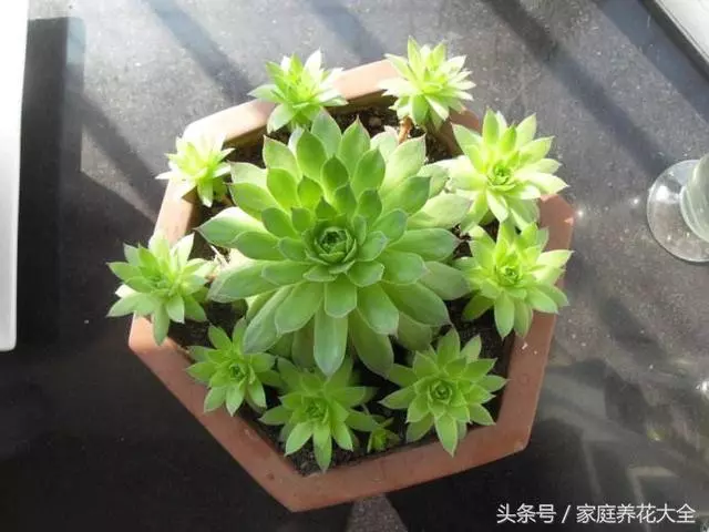 觀音蓮照這個方法養護,小花頭冒不完,太壯觀了!