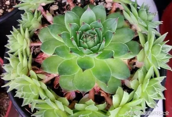 觀音蓮照這個方法養護,小花頭冒不完,太壯觀了!