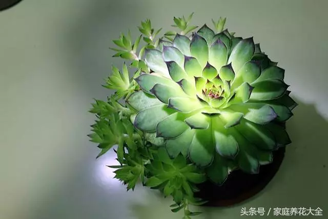 觀音蓮照這個方法養護,小花頭冒不完,太壯觀了!