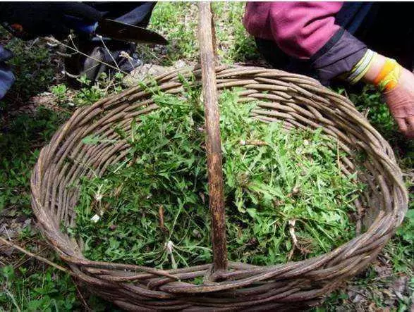 蒲公英是天然的抗生素,這3個大忌你不注意,喝再多也是浪費了