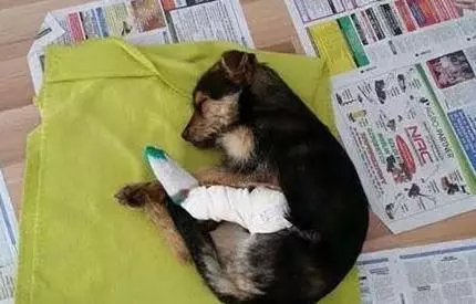 流浪狗躲在下水道里沒人發現,寵物醫生的話讓人值得反思