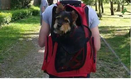 流浪狗躲在下水道里沒人發現,寵物醫生的話讓人值得反思