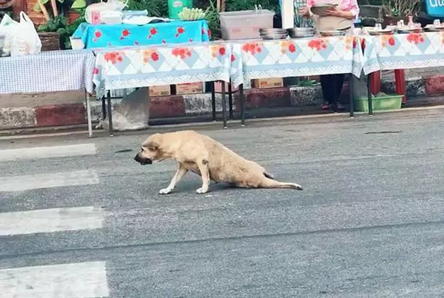 泰國清邁三隻戲精狗狗,黃狗裝瘸碰瓷,花狗和肥狗在旁神助攻