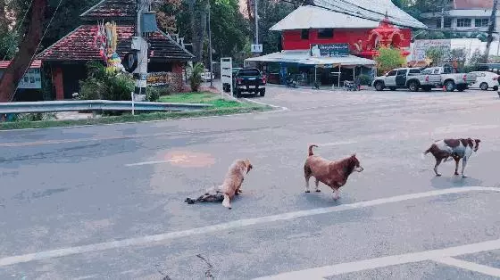 泰國清邁三隻戲精狗狗,黃狗裝瘸碰瓷,花狗和肥狗在旁神助攻