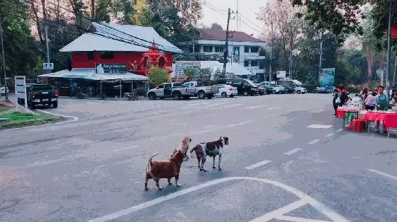 泰國清邁三隻戲精狗狗,黃狗裝瘸碰瓷,花狗和肥狗在旁神助攻