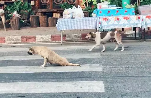 泰國清邁三隻戲精狗狗,黃狗裝瘸碰瓷,花狗和肥狗在旁神助攻