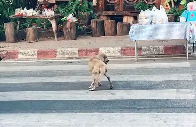 泰國清邁三隻戲精狗狗,黃狗裝瘸碰瓷,花狗和肥狗在旁神助攻