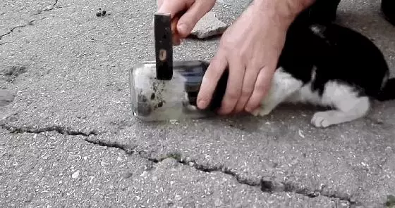 貓咪把頭鑽進瓶子拔不出,好心人用鐵錘砸瓶救貓,網友卻氣憤不已