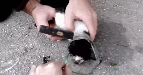 貓咪把頭鑽進瓶子拔不出,好心人用鐵錘砸瓶救貓,網友卻氣憤不已