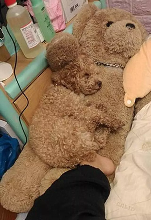 紅貴賓照顧嬰兒累癱,躺泰迪熊上隱身午睡,小寶寶滿屋爬卻找不到