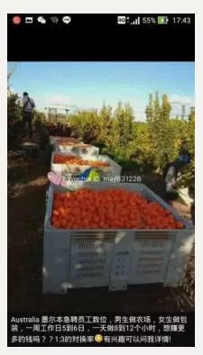 新加坡打工不好做,澳洲就真的這麼好賺嗎?!看看大馬網友是怎麼哭著回的家!