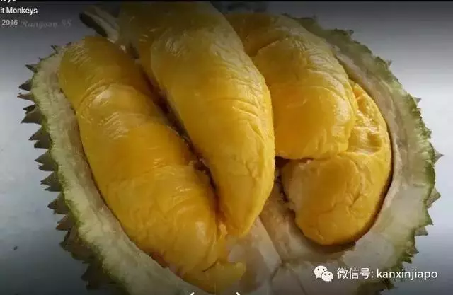 【新加坡】獅城最具人氣榴槤攤大搜羅!那些連名人們都掛保證的榴槤攤!