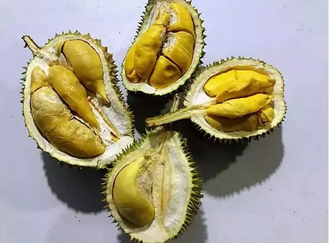 【新加坡】獅城最具人氣榴槤攤大搜羅!那些連名人們都掛保證的榴槤攤!