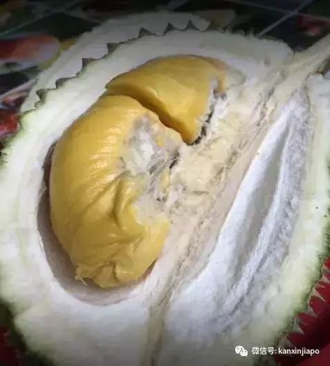 【新加坡】獅城最具人氣榴槤攤大搜羅!那些連名人們都掛保證的榴槤攤!