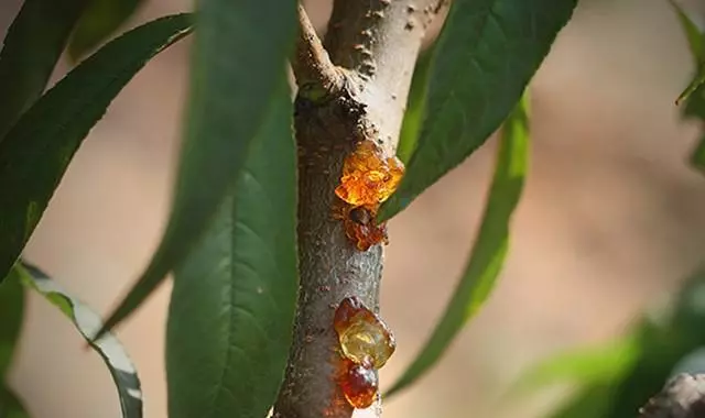 平民燕窩 ~ 木瓜燉桃膠 ~ 想要皮膚好,桃膠少不了!做法簡單,效果超好!