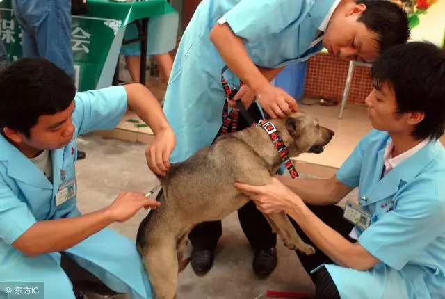狗狗得狂犬病的5個特徵,一旦發現,趕緊遠離吧