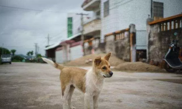 狗狗得狂犬病的5個特徵,一旦發現,趕緊遠離吧