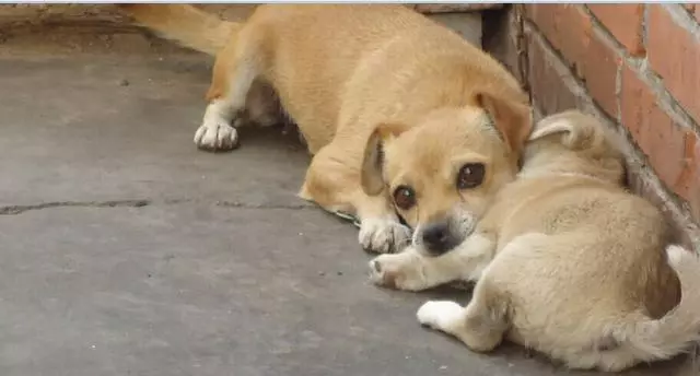 狗狗得狂犬病的5個特徵,一旦發現,趕緊遠離吧