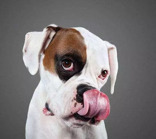 狗狗得狂犬病的5個特徵,一旦發現,趕緊遠離吧