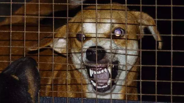 狗狗得狂犬病的5個特徵,一旦發現,趕緊遠離吧