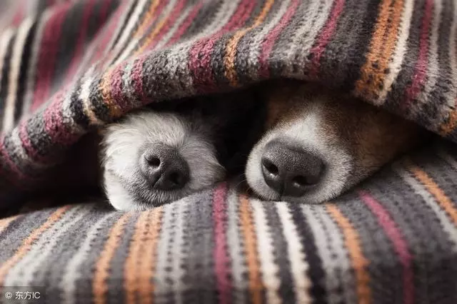 狗狗得狂犬病的5個特徵,一旦發現,趕緊遠離吧