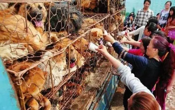這5種狗狗,最容易被偷狗賊盯上,你家在其中嗎?