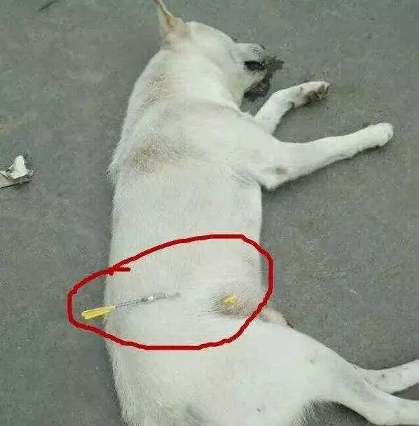 這5種狗狗,最容易被偷狗賊盯上,你家在其中嗎?