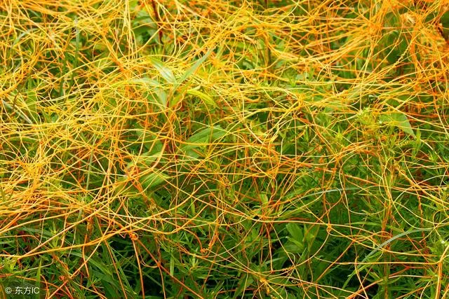 肝臟鬧脾氣,手上會發出4個「求救信號」!常吃2種野草助你養好肝