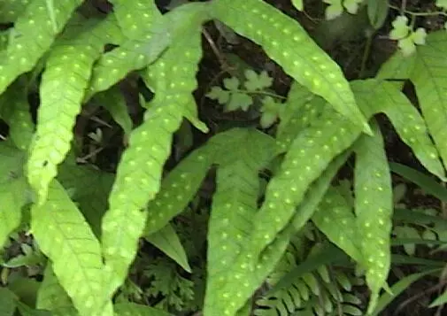 肝臟鬧脾氣,手上會發出4個「求救信號」!常吃2種野草助你養好肝