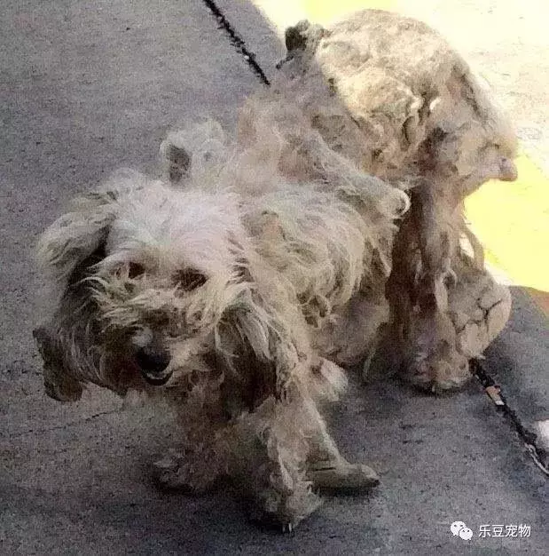 一隻渾身臭味的流浪狗討食,沒人願給,帶回家後才知顏值這麼高!