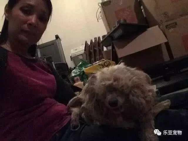 一隻渾身臭味的流浪狗討食,沒人願給,帶回家後才知顏值這麼高!