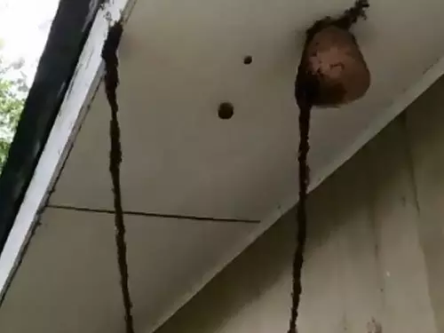 百萬蟻軍築U型吊橋 直搗黃蜂巢搶食