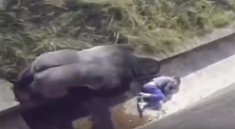 小男孩「不小心掉進黑猩猩園」大家都心想:死定了...但大猩猩「走過來後的舉動」震撼全球! - 看頭條