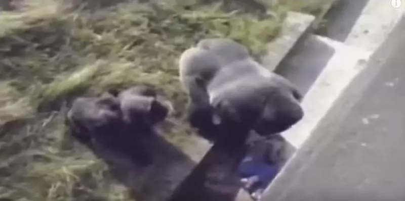 小男孩「不小心掉進黑猩猩園」大家都心想:死定了...但大猩猩「走過來後的舉動」震撼全球! - 看頭條