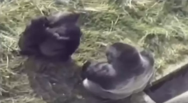 小男孩「不小心掉進黑猩猩園」大家都心想:死定了...但大猩猩「走過來後的舉動」震撼全球! - 看頭條