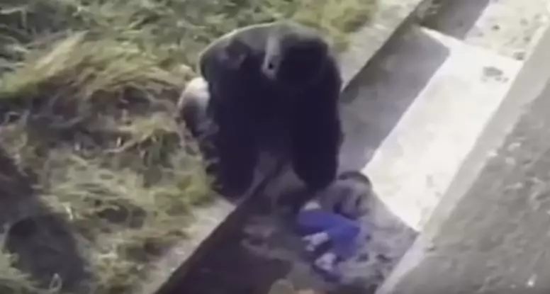 小男孩「不小心掉進黑猩猩園」大家都心想:死定了...但大猩猩「走過來後的舉動」震撼全球! - 看頭條