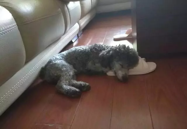 狗狗每天抱一隻拖鞋睡覺,把拖鞋拿走就生氣,原因卻太感恩